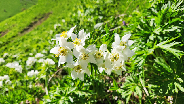 Narcissus-flowered Anemone (Anemonastrum narcissiflorum) is a perennial wildflower of subalpine meadows, bearing clusters of white flowers with bright yellow centers across Eurasia.