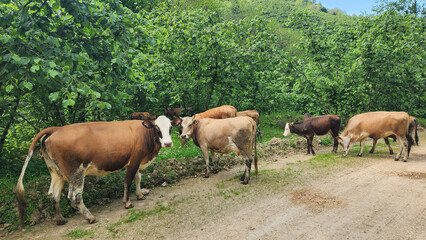 Fototapeta premium A herd of Jersey and Jersey-cross cattle grazing in the lush orcharrds of Giresun. Known for their adaptability to hilly terrain and rich milk production, they are common in the Black Sea region.