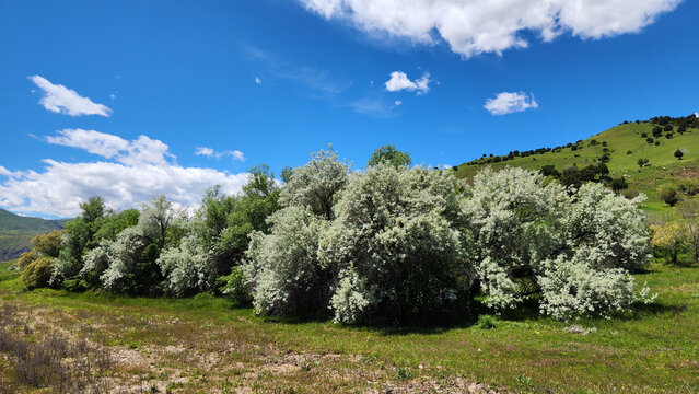 Elaeagnus angustifolia (Russian olive) is recognized by its silvery leaves, fragrant flowers, and edible fruits. It is widely used as a windbreak and for soil stabilization.