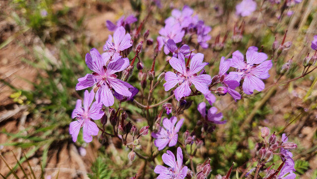 Geranium tuberosum (tuberous cranesbill) is a wild Geraniaceae plant with delicate pink to purple flowers, blooming from April to June, typically found in rocky and stony habitats.