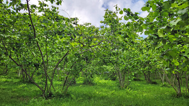 Lush hazelnut (Corylus avellana) orchard in Giresun, Turkey. Multi-stemmed trees thrive in the Black Sea climate and are carefully pruned for productive growth.
