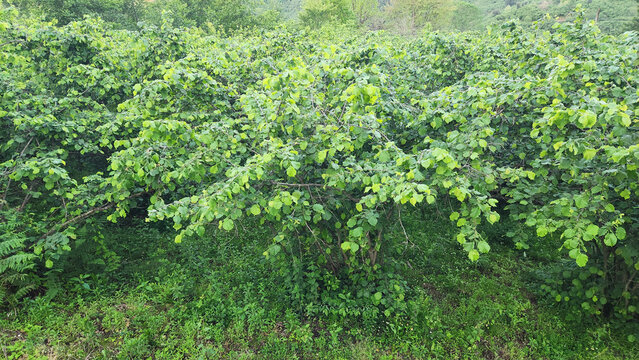 ush hazelnut (Corylus avellana) orchard in Giresun, Turkey. Multi-stemmed trees thrive in the Black Sea climate and are carefully pruned for productive growth.