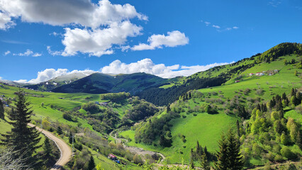 Fototapeta premium Kümbet Plateau in Giresun features dense Oriental spruce forests covering steep slopes, blending with misty highland meadows to create a mystical Black Sea mountain landscape.