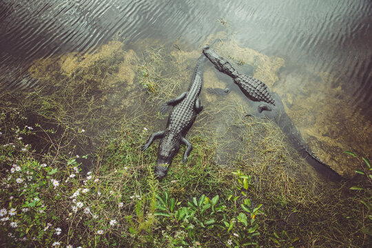 USA, Florida, Everglades, Alligators