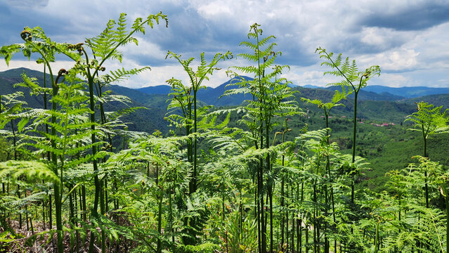 Pteridium aquilinum, known as bracken fern, thrives in the lush valleys and forests of T&uuml;rkiye&rsquo;s Black Sea region. A hardy fern species found on nearly every continent.