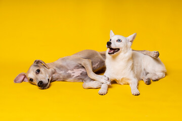 Obraz premium Two Happy Companion Mutts Bonding Comfortably Against Bright Yellow Backdrop
