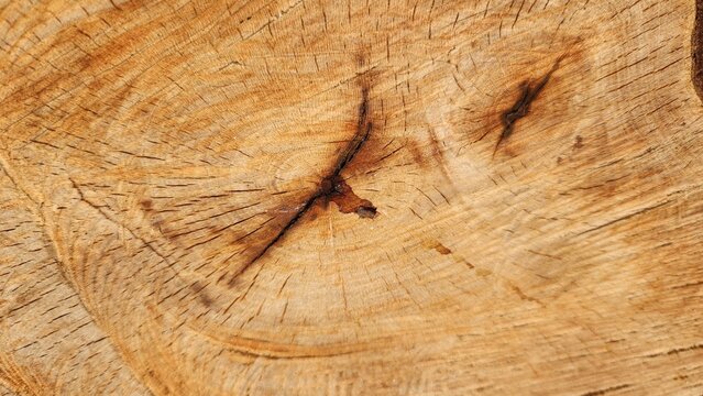 Cross-section of a freshly cut tree trunk (wood tissue) of Prunus laurocerasus (cherry laurel), showing warm orange-brown tones typical of drying hardwood from temperate forest species