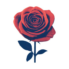 Obraz premium PNG Elegant red rose illustration