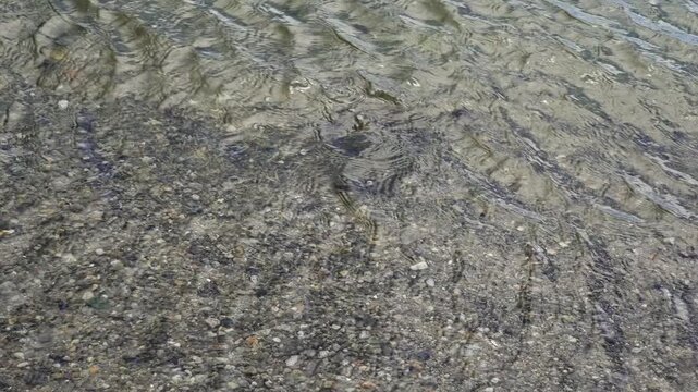 Marine horseshoe crab digging itself into the sand in shallow, clear water. The arthropod slowly disappears beneath the seabed surface
