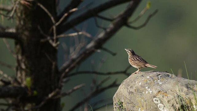 Small upland pipit bird chirping on boulder and flying toward tree in open landscape