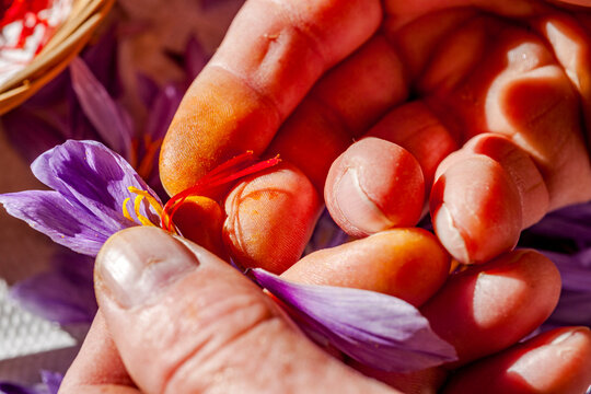 Hand sorting saffron thread from crocus blossom in Switzerland
