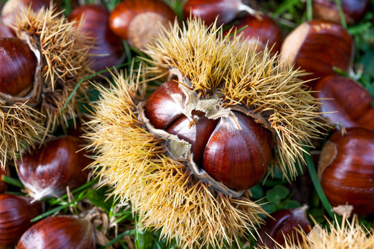 Close-up of a sweet chestnut in a spiky burr on grass in Ticino