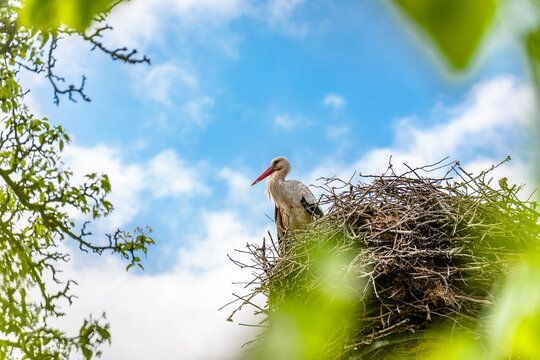 White stork standing in a large nest against a blue sky in Germany
