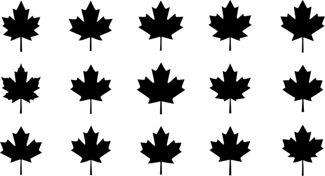 Maple leaf silhouette icon set, flat black glyph style, pure white background