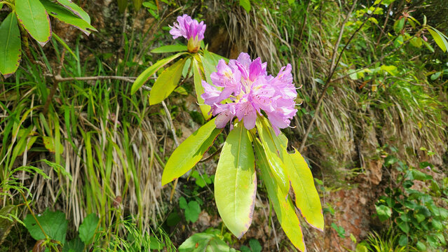 Rhododendron ponticum, known as Komar or wild rhododendron, is a dense evergreen shrub native to the Black Sea region, producing striking purple flowers in moist forest habitats during spring.