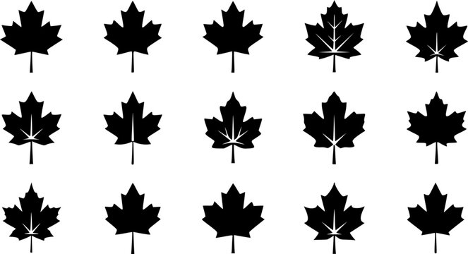 Maple leaf silhouette icon set, flat black glyph style, pure white background