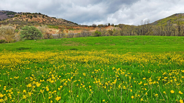 Field of meadow buttercups (Ranunculus acris) with bright yellow flowers blooming across grasslands and meadows, a common wildflower of temperate Europe and Eurasia.
