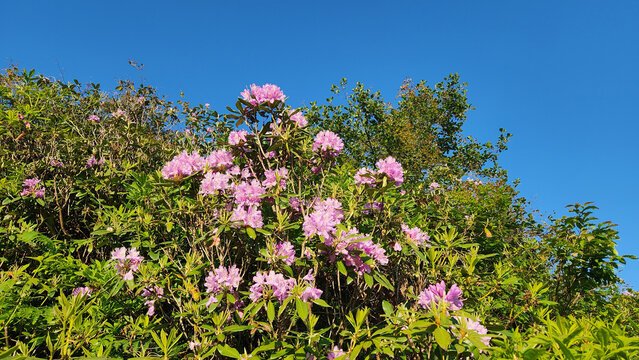 Wild forest rose, Avu or Komar (Rhododendron ponticum), is a dense evergreen shrub native to the Black Sea region, producing striking purple flowers in moist forest habitats during spring.