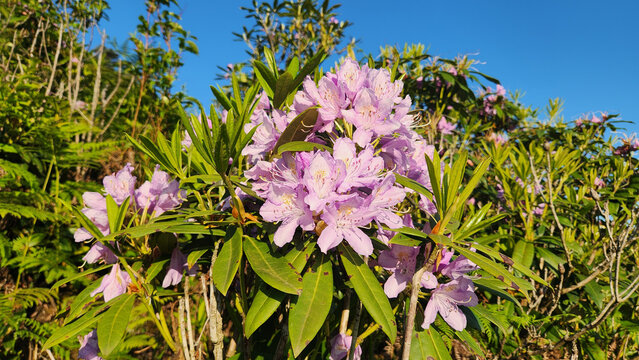 Rhododendron ponticum, known as Komar or wild rhododendron, is a dense evergreen shrub native to the Black Sea region, producing striking purple flowers in moist forest habitats during spring.