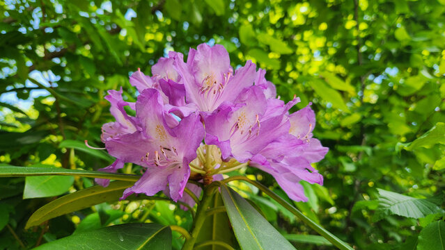 Wild forest rose, Avu or Komar (Rhododendron ponticum), is a dense evergreen shrub native to the Black Sea region, producing striking purple flowers in moist forest habitats during spring.