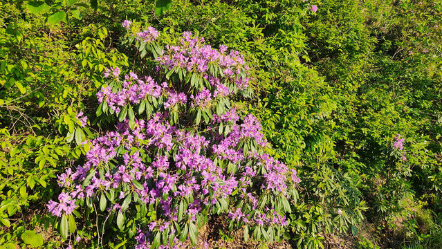 Rhododendron ponticum, known as Komar or wild rhododendron, is a dense evergreen shrub native to the Black Sea region, producing striking purple flowers in moist forest habitats during spring.