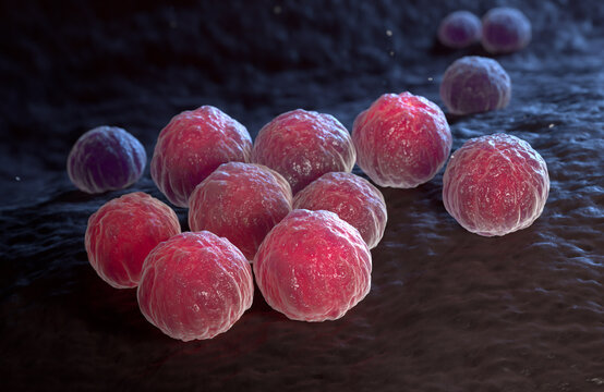 Chlamydia trachomatis bacterium