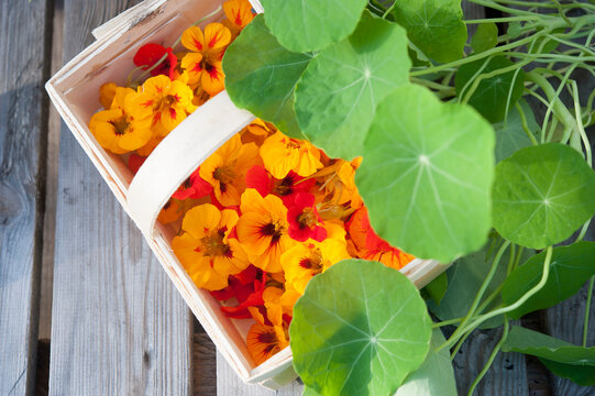 Basket of orange colored nasturtium heads