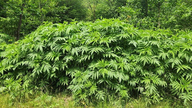 Sambucus ebulus (dwarf elder) is a perennial herb with compound leaves, white summer flower clusters, and black berries, commonly found in forest edges and roadside habitats.