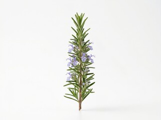 Naklejka premium Fresh Rosemary Herb with Small Purple Flowers on White Background for Culinary and Natural Uses