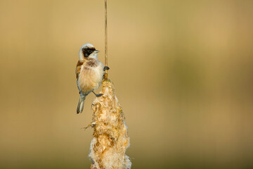 A detailed, high-quality wildlife photograph of a male Eurasian penduline tit (Remiz pendulinus) perched on top of a fluffy cattail (Typha) reed.  © WojtekWildlife