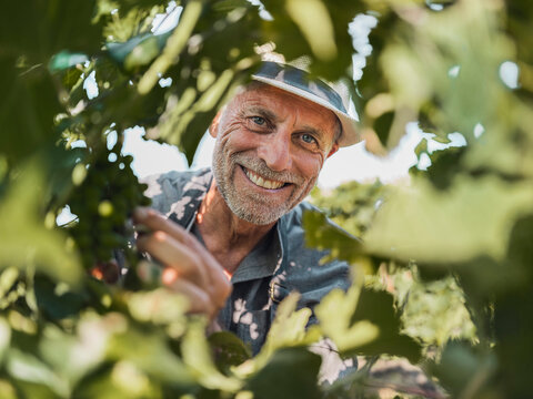 Smiling winemaker inspecting grapevine in Tuscany vineyard