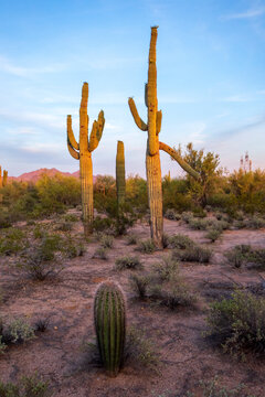 Saguaro cactus on land against sky at Sonoran Desert, Arizona, USA