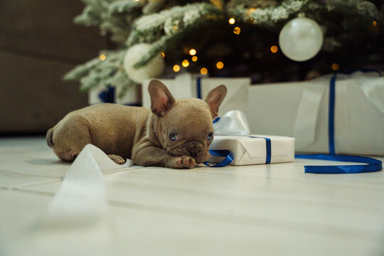 Sad French bulldog puppy resting by gifts under Christmas tree