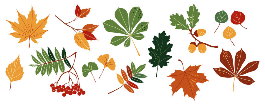 Autumn leaves vector set with maple oak chestnut rowan and ginkgo biloba foliage