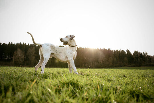 Mongrel standing on a meadow at evening twilight