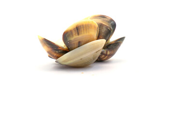 Closed up fresh baby clams. venus shell. shellfish. carpet clams. short necked clams. as raw food from the sea are the seafood ingredients. fresh clams isolated on white background © Pisan
