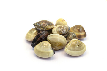 Closed up fresh baby clams. venus shell. shellfish. carpet clams. short necked clams. as raw food from the sea are the seafood ingredients. fresh clams isolated on white background © Pisan