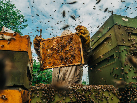 Beekeeper checking honeycomb frame surrounded by flying bees