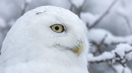 Fototapeta premium A close-up profile of a snowy owl's head against a blurred snowy background. Ideal for wildlife and nature content.