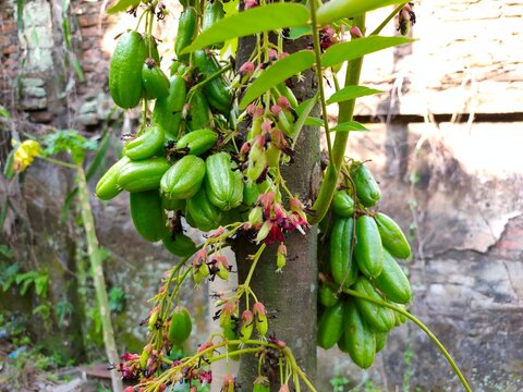 Clusters of sour green bilimbi fruits and small reddish flowers grow directly from a slender tree trunk outdoors. Averrhoa Bilimbi Linn. Tree sorrel. Belimbing wuluh.