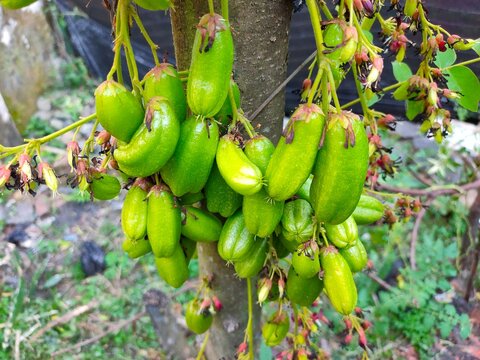 Clusters of sour green bilimbi fruits and small reddish flowers grow directly from a slender tree trunk outdoors. Averrhoa Bilimbi Linn. Tree sorrel. Belimbing wuluh.