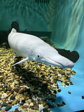 albino alligator gar