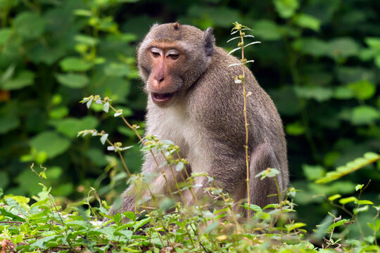 Thailand, Rhesus macaque