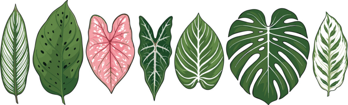 Tropical green and pink leaves vector set featuring monstera deliciosa caladium calathea banana and palm foliage elements for exotic botanical garden design layout.