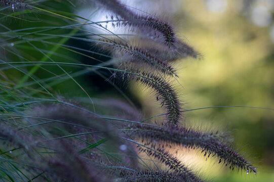 Pennisetum alopecuroides hameln foxtail fountain grass growing in the park, beautiful ornamental autumnal bunch of fountaingrass