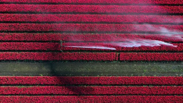 Aerial topdown view of vibrant red tulip fields in rows with an irrigation sprinkler spraying water over the flowers in Workum, Friesland, Netherlands.