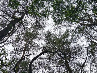 Fototapeta premium a low-angle perspective looking up into a dense canopy of pine forest trees