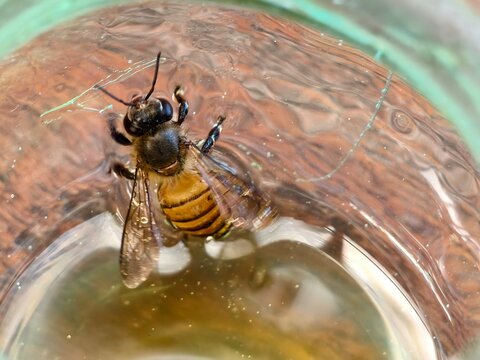 a honey bee struggling in a honey liquid