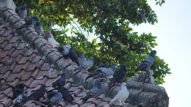 a large flock of feral pigeons or Columba livia perched on an old weathered tiled roof under the tree