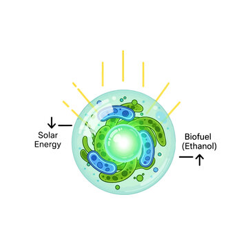 A scientific illustration showing the conversion of light into renewable fuel energy